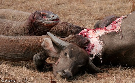 How the giant Komodo dragon hunted half a ton of buffalo