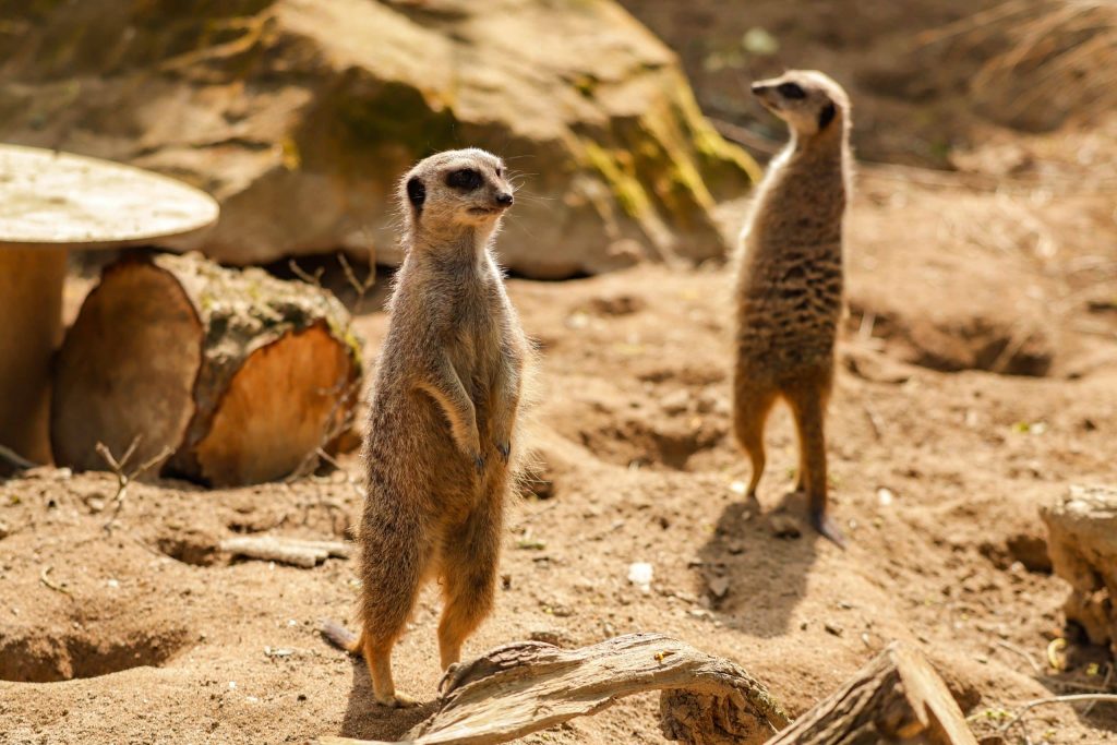 animal meerkat