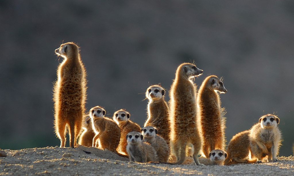 animal meerkat