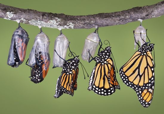 stages of the monarch butterfly 