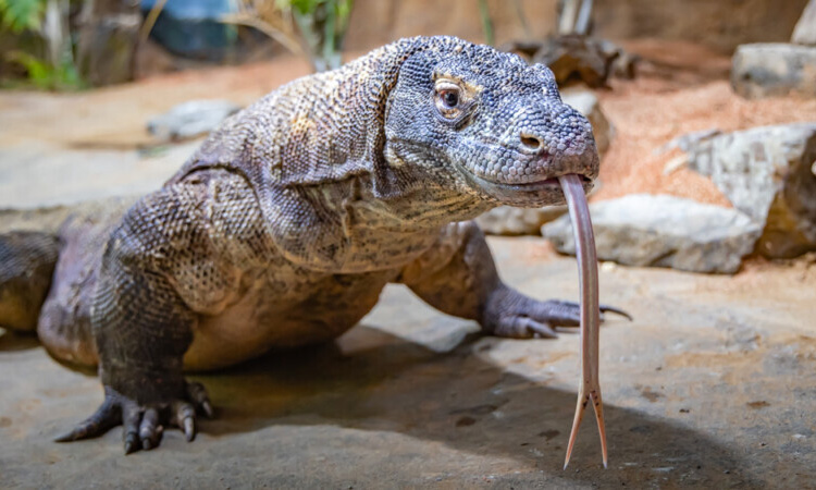 how does a komodo dragon hunt a bufflo