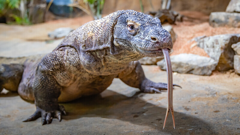 description komodo dragon