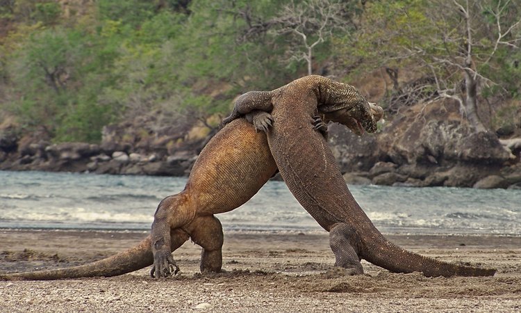 komodo dragon fighting