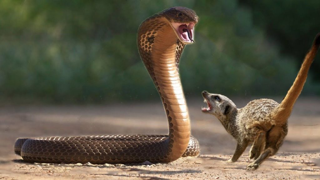 meerkat vs cobra