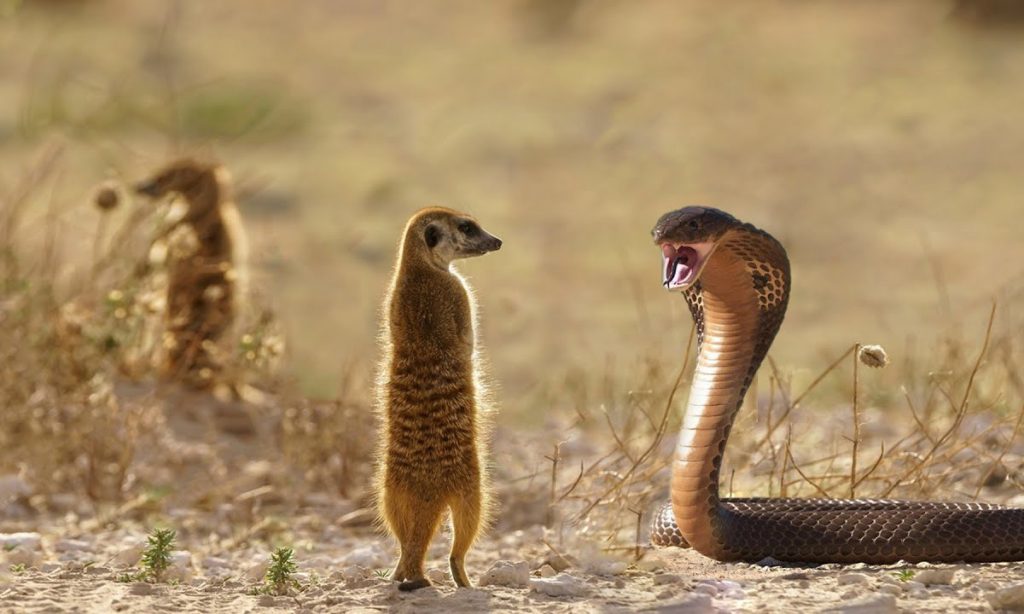 meerkat vs cobra