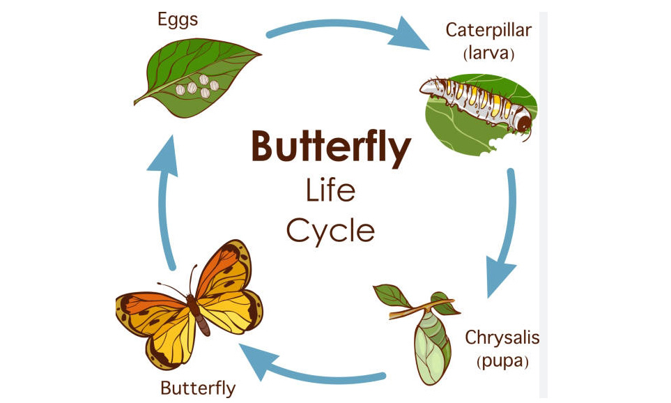 the metamorphosis of butterfly