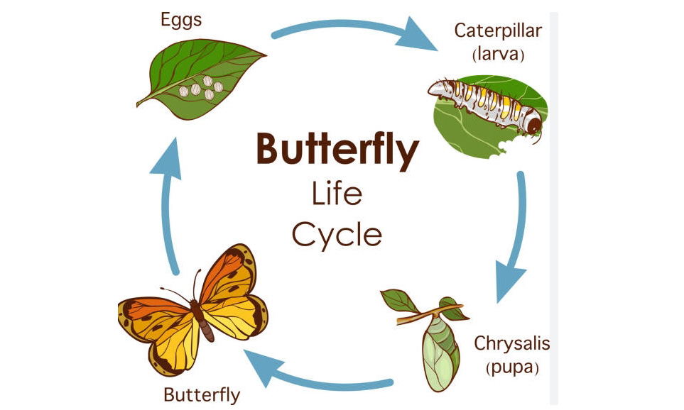 the metamorphosis of butterfly