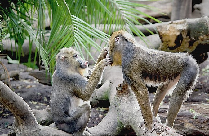 What does it mean when a monkey grooms another monkey?