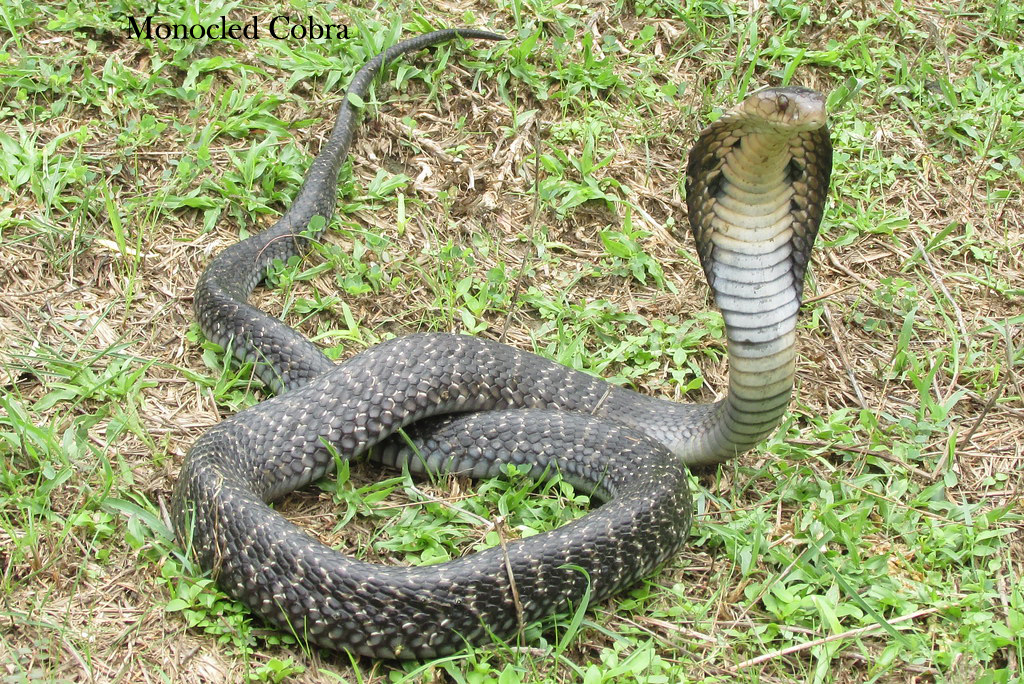 king cobra vs cobra