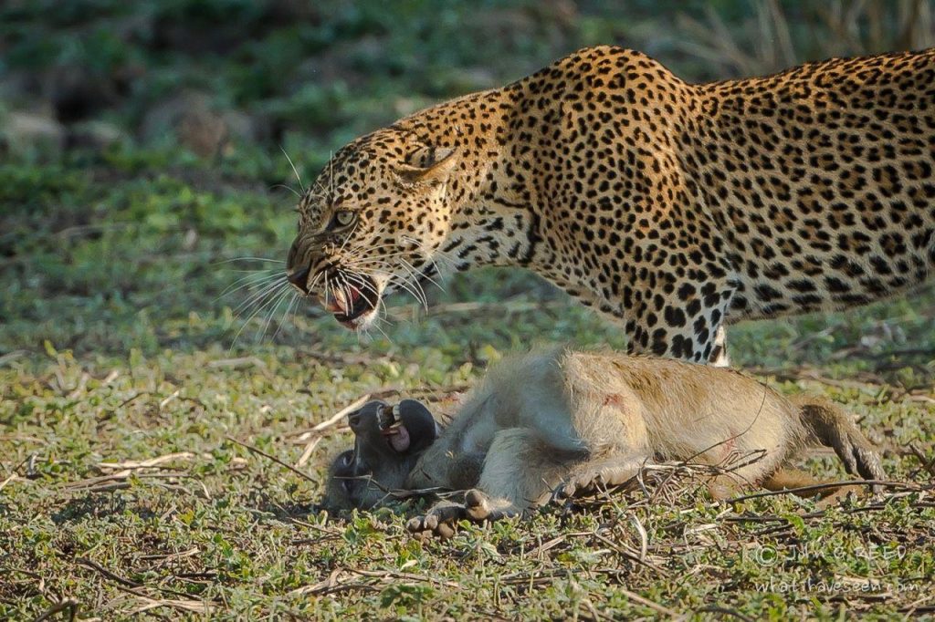 leopard hunting baboon