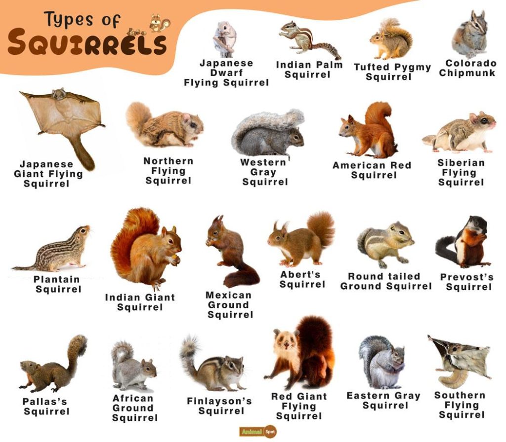 types of squirrels in the world