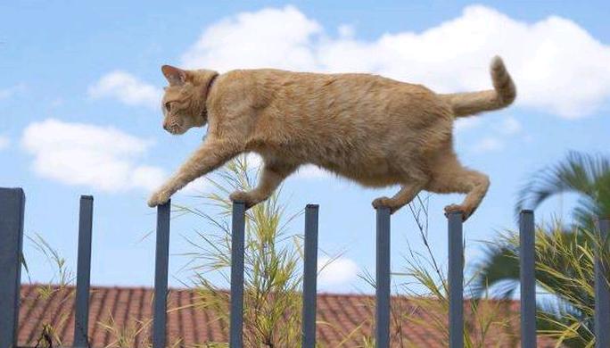 Why do cats have such great balance?