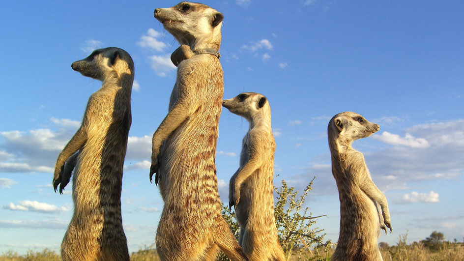 about meerkat