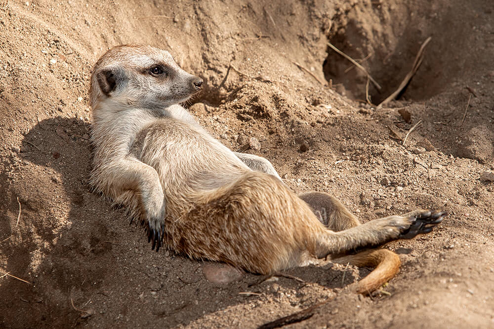 about meerkat