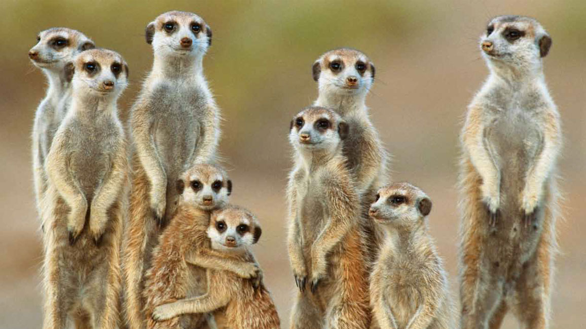 about meerkat