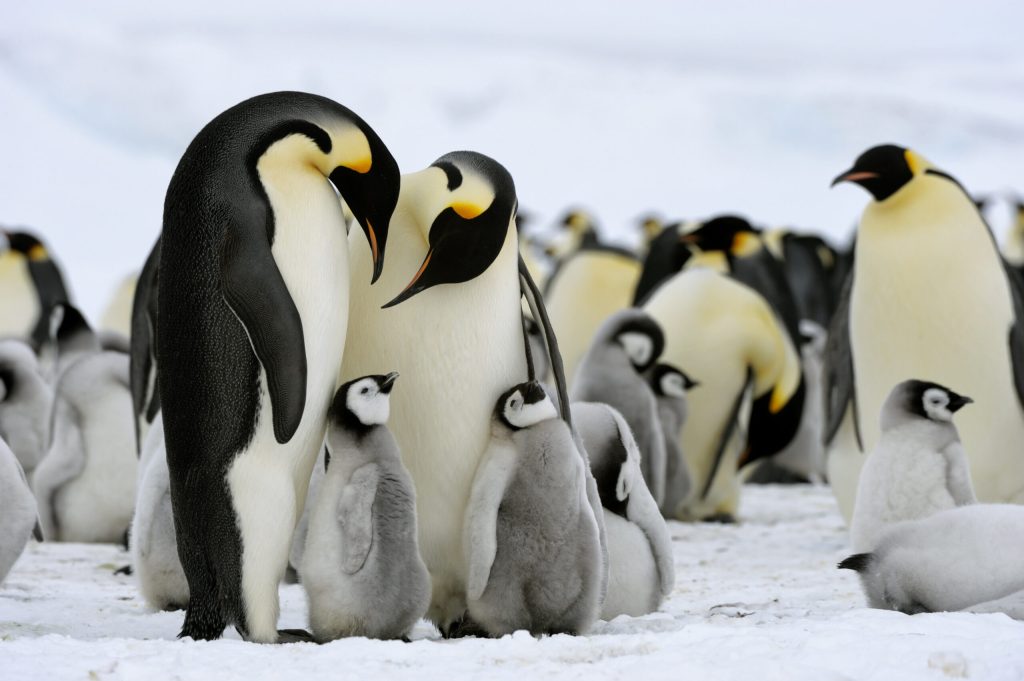emperor penguin breeding