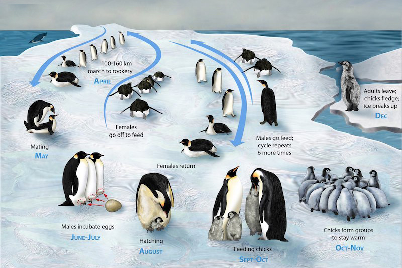 emperor penguin breeding