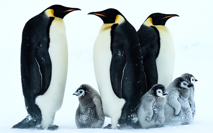 emperor penguin chicks robbed