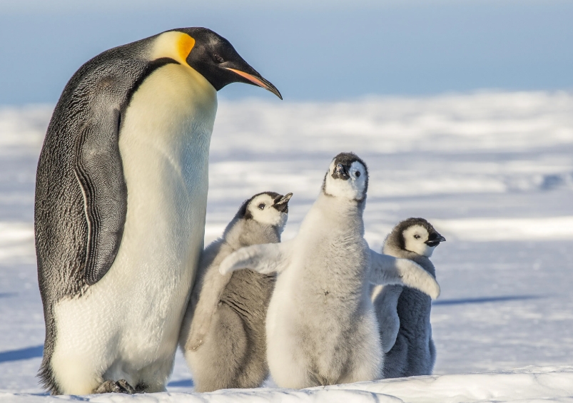 emperor penguin chicks robbed