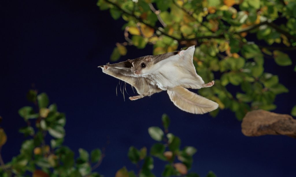 flying squirrel animal