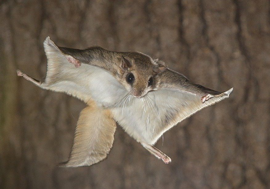 flying squirrel animal