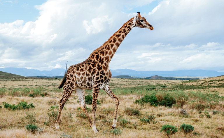 giraffe animal information