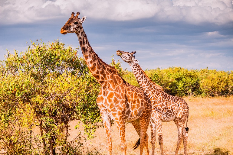 giraffe animal information