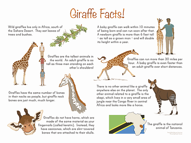 giraffe animal information