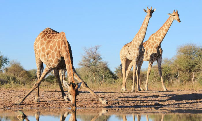 giraffe drinking water