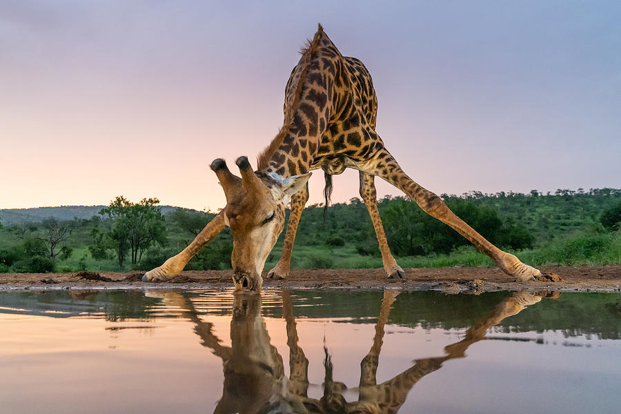 giraffe drinking water funny