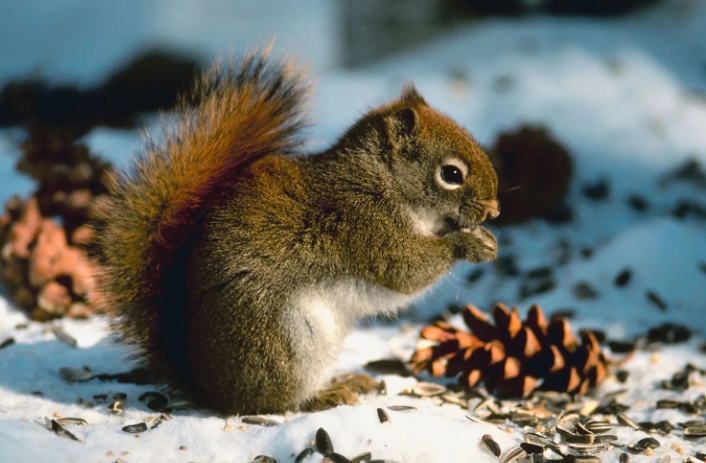 information about squirrel