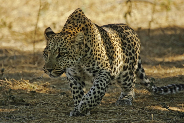 leopard documentary