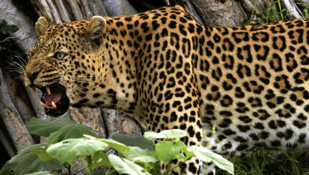 leopard documentary