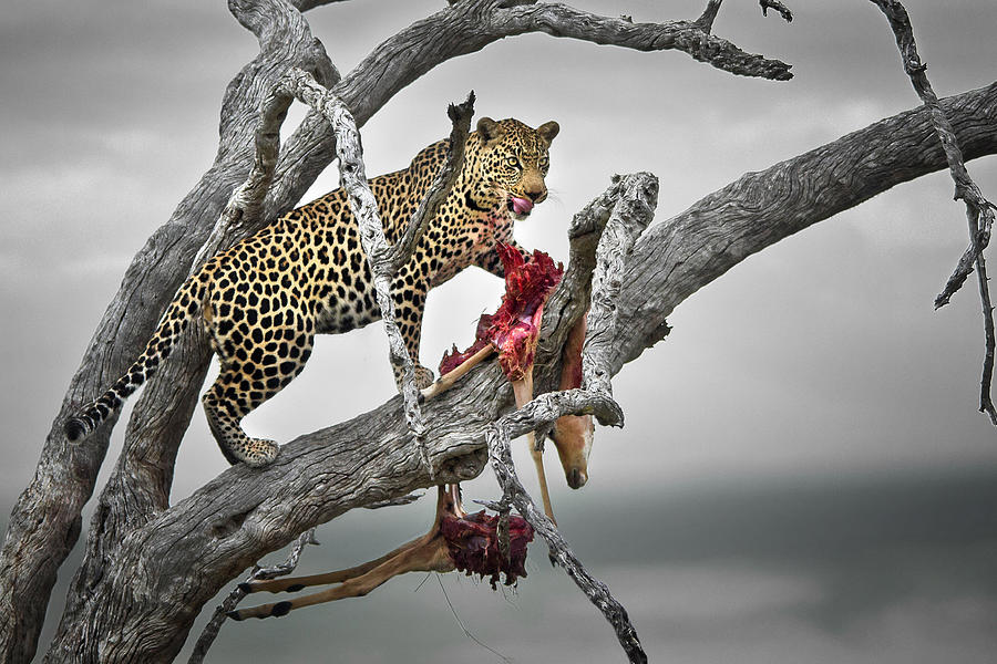 leopard hiding prey in trees