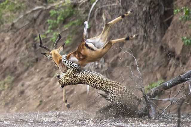 leopard hunting antelope