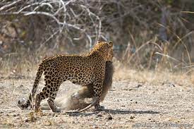 leopard hunting baboon