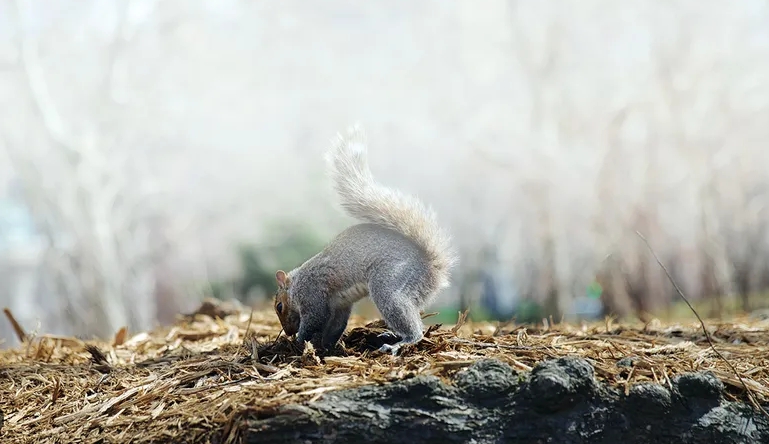 where do squirrels store their food for winter