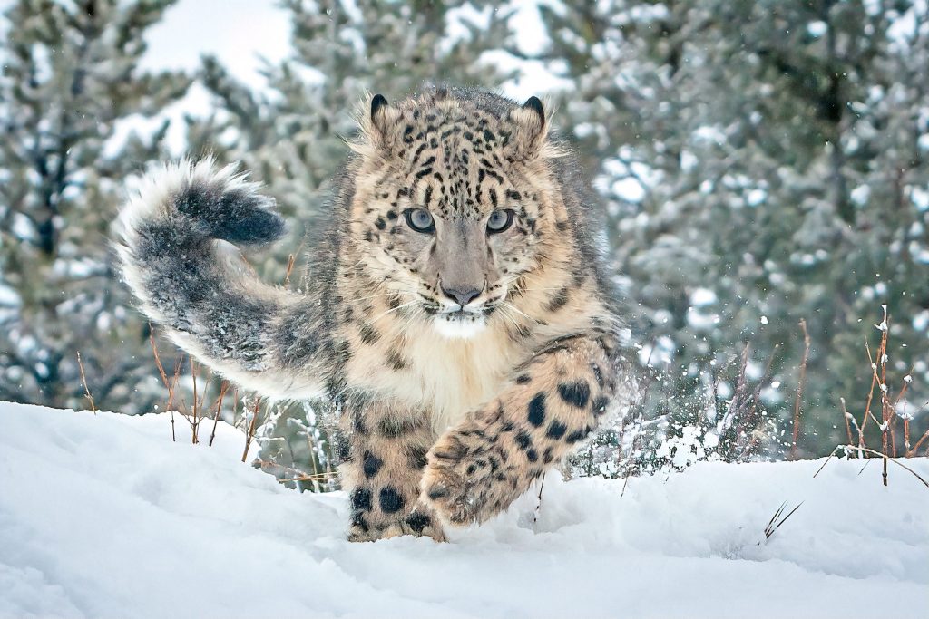 white snow leopard