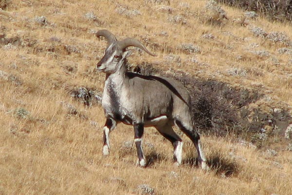 Tibetan Blue Sheep