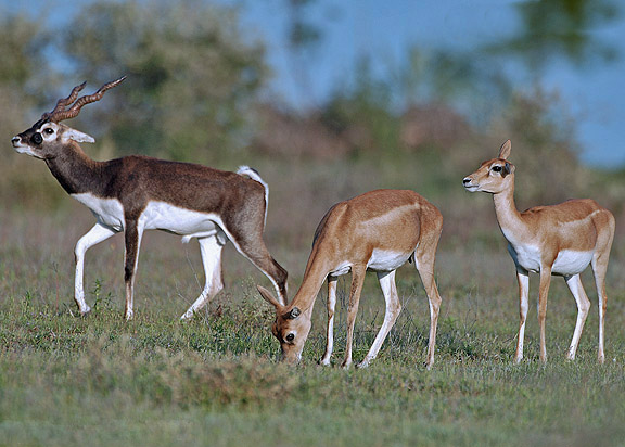 Different ecological environments determine whether antelopes have horns or not