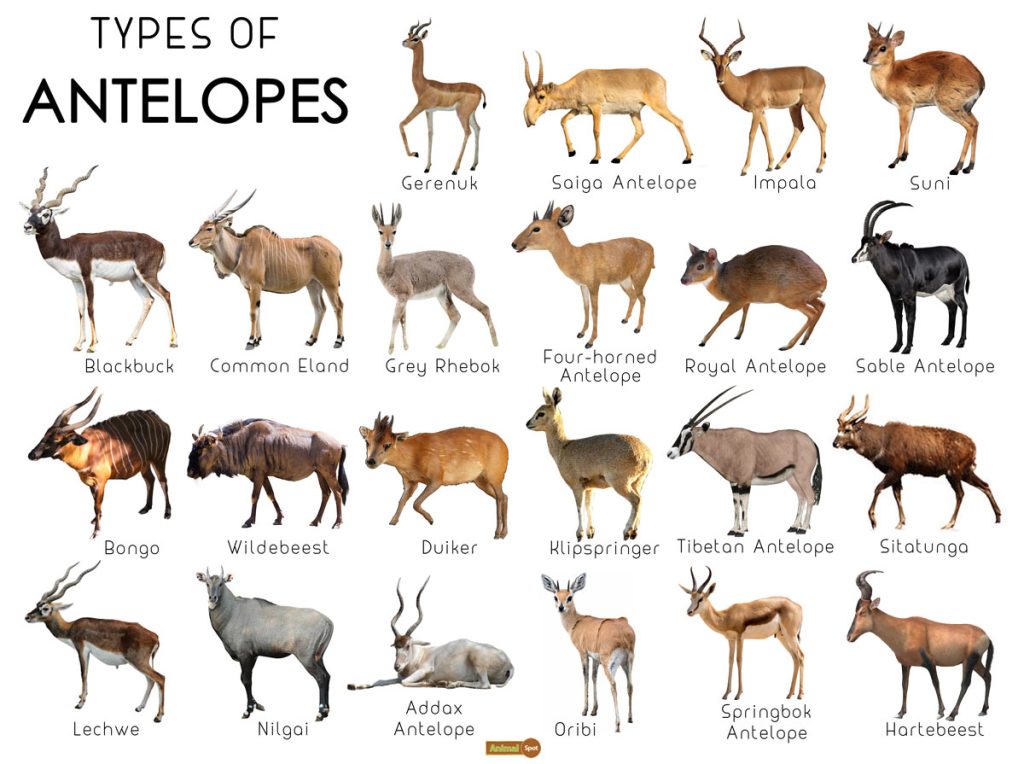 Different ecological environments determine whether antelopes have horns or not