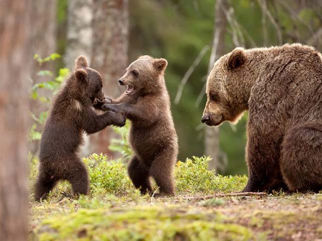 Do Mama bears protect their cubs