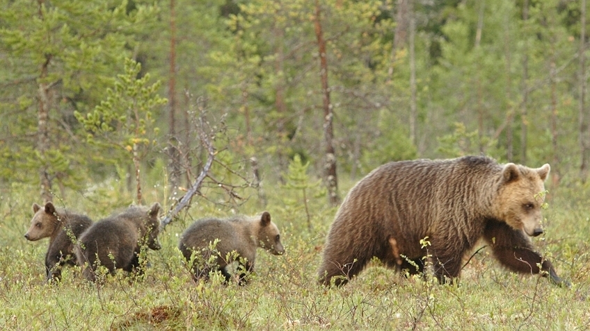 Do Mama bears protect their cubs