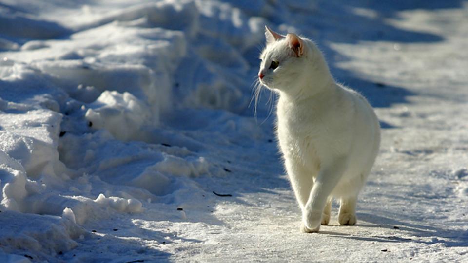Do cat family have cold resistance?