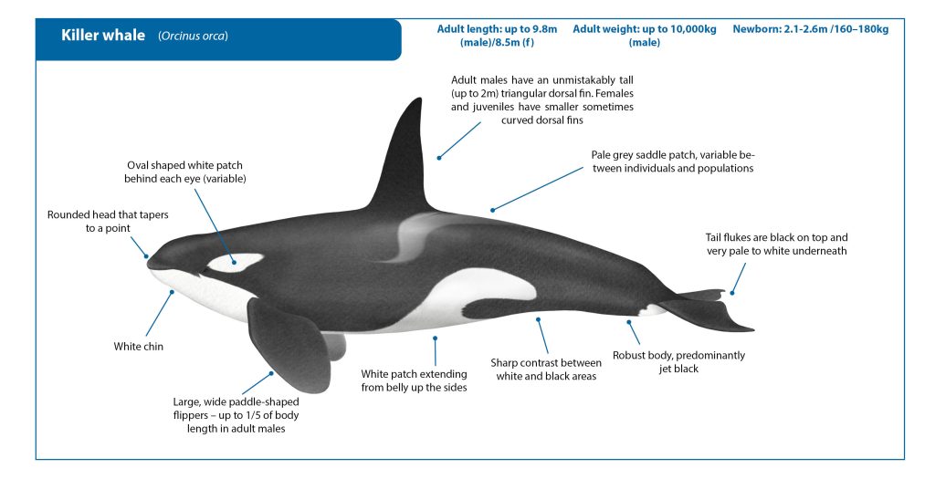 killer whale introduction