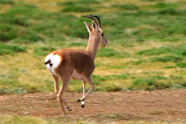 Tibetan Gazelle