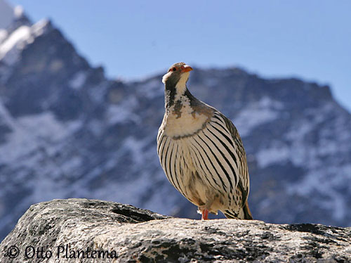 Tibetan Snowcock