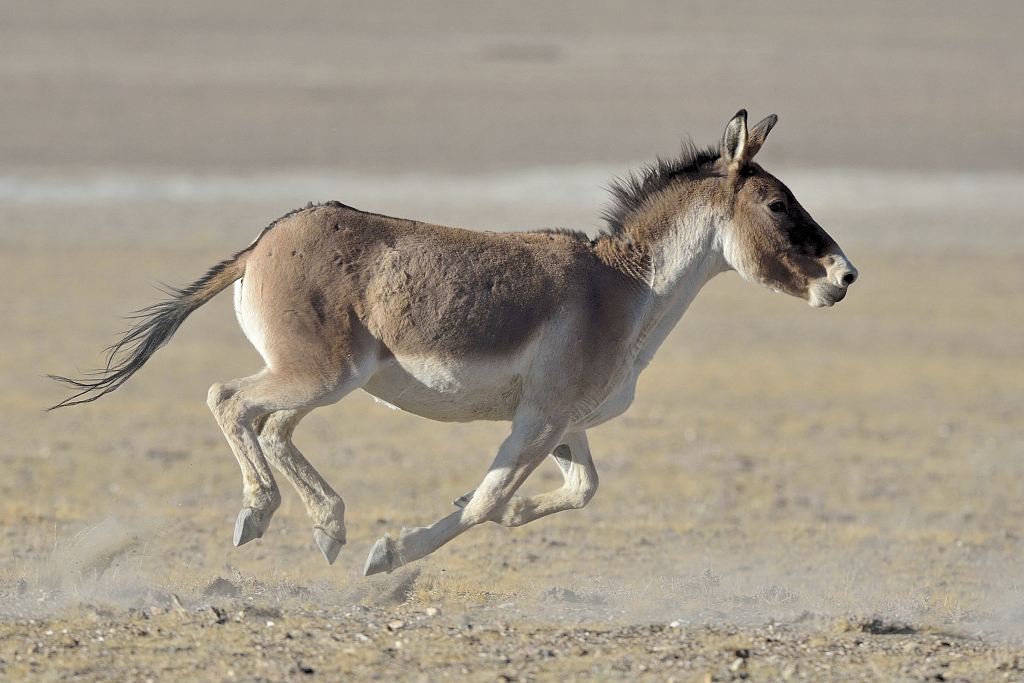 Tibetan Wild Ass (Kiang)