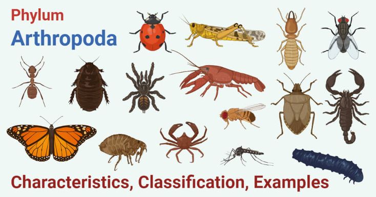 What advantages do arthropods have?