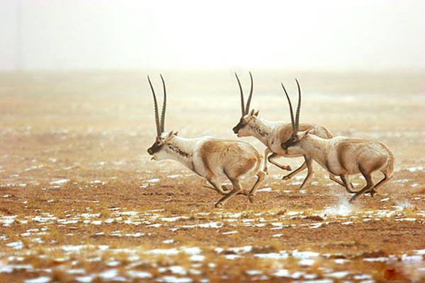 What animals live in Tibetan Plateau steppe